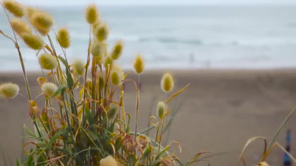 Widok Plażę Paproci Plaży Muriwai Auckland Nowa Zelandia — Wideo stockowe