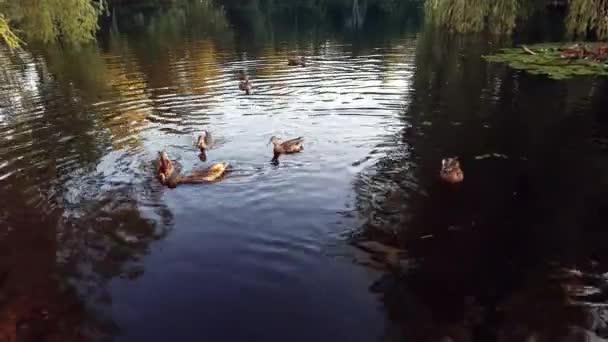 Canards Nageant Ensemble Sur Lac Avec Belles Feuilles Couleurs — Video