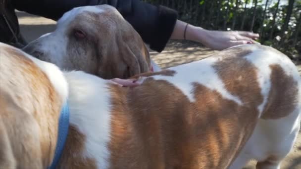 Fêmea Cão Proprietário Acariciando Ela Bonito Basset Hound — Vídeo de Stock
