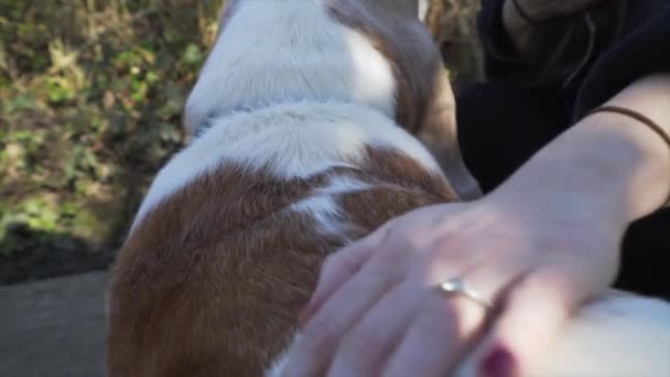 Atractiva Mujer Casada Acariciando Perro Parque Londres — Vídeos de Stock