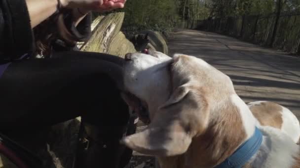 在公园里 一只雌性猎狗正在给它喂食小吃 — 图库视频影像