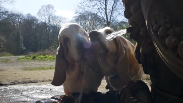 スローモーションの公園の噴水から飲む2大規模なバセットの猟犬 — ストック動画