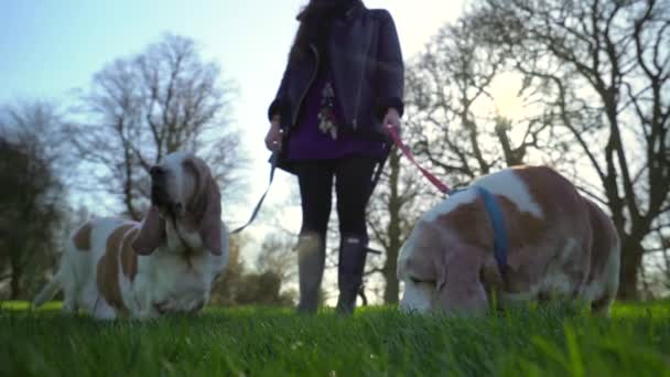 Atractiva Mujer Pie Con Sabuesos Bassett Una Pista Parque — Vídeos de Stock