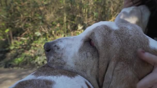Bonito Bassett Cães Ter Abraço Com Seu Proprietário Sexo Feminino — Vídeo de Stock