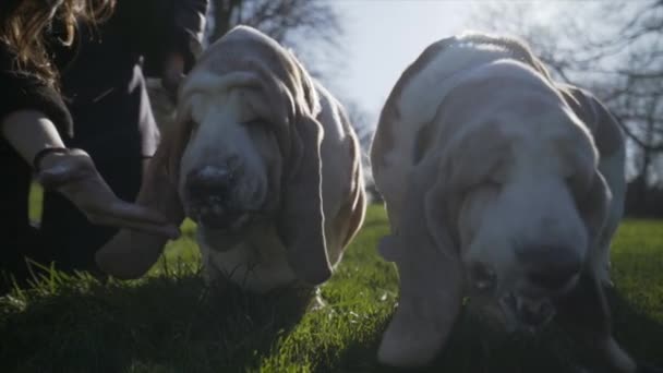 Bassett Hounds Mănâncă Înghețată Într Parc Mișcare Lentă — Videoclip de stoc