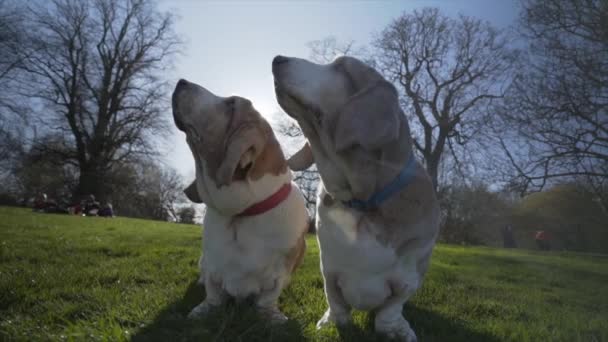 Bassett Hounds Sentado Parque Com Sol Atrás Deles Câmera Lenta — Vídeo de Stock