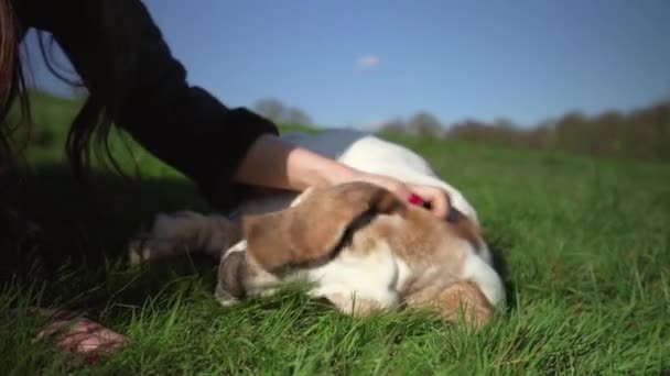 Bassett Hound Ležící Jeho Boku Parku Byl Jaře Napaden Svým — Stock video