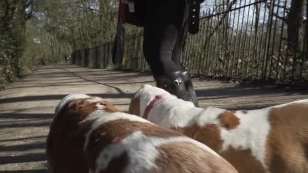 Bassett Tazısı Beyaz Sahipleriyle Parkta Ağır Çekimde Kuyruklarını Sallayarak Yürüyor — Stok video