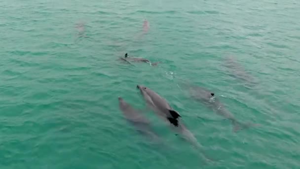 Drone Aéreo Lentamente Seguindo Uma Escola Golfinhos Brincalhões Selvagens Perto — Vídeo de Stock