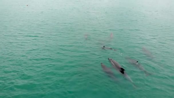 野生の遊び心のあるイルカの群れの上をゆっくりと飛んでいく空中ドローン — ストック動画
