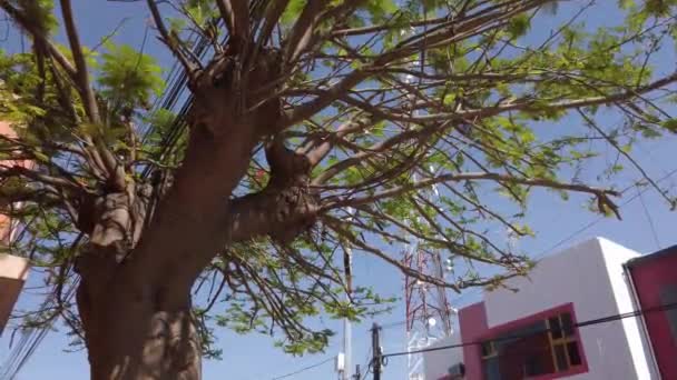 Sad True Beautiful Tabachin Tree Trim Street Wires Pass — Stock Video