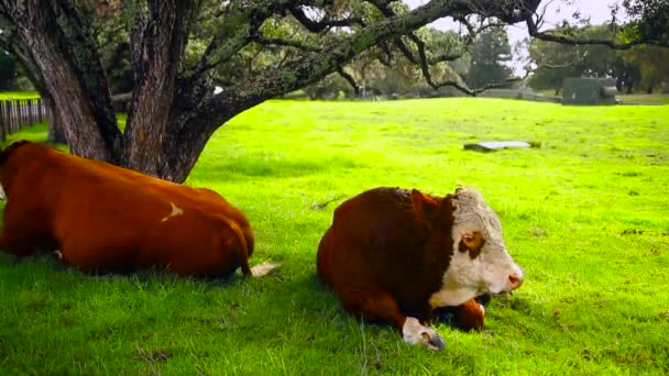Δύο Εκτρεφόμενα Ζώα Κάτω Από Σκιά Του Δέντρου Καφέ Αγελάδες — Αρχείο Βίντεο