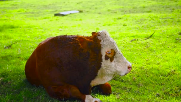 Rzadkie Brązowe Zdrowe Krowy Lub Byki Parku Cornwall Auckland Nowa — Wideo stockowe
