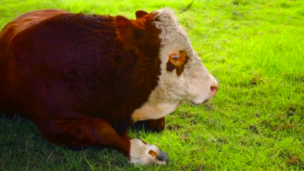 Καφέ Αγελάδα Ταύρος Ζώο Αγρόκτημα Auckland Νέα Ζηλανδία Cornwall Πάρκο — Αρχείο Βίντεο