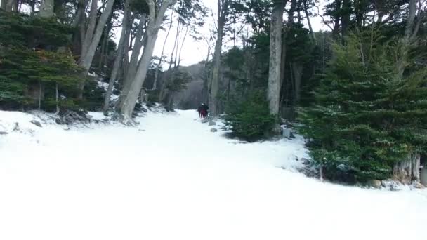 Wald Und Schnee Uhuaia — Stockvideo