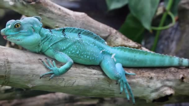 Lucertola Iguana Turchese Blu Che Riposa Allo Zoo Vicino — Video Stock