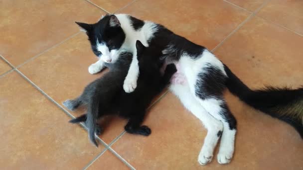 Kat Moeder Voeden Haar Pasgeboren Kleine Kitties — Stockvideo