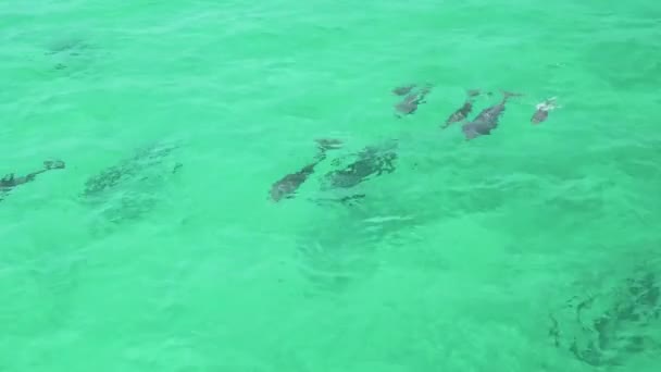 Dolphins Playing Water — Stock Video