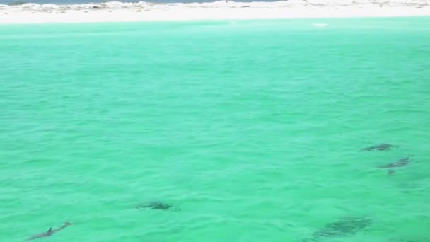 Golfinhos Brincando Água — Vídeo de Stock