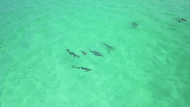 海豚在水里嬉戏 — 图库视频影像