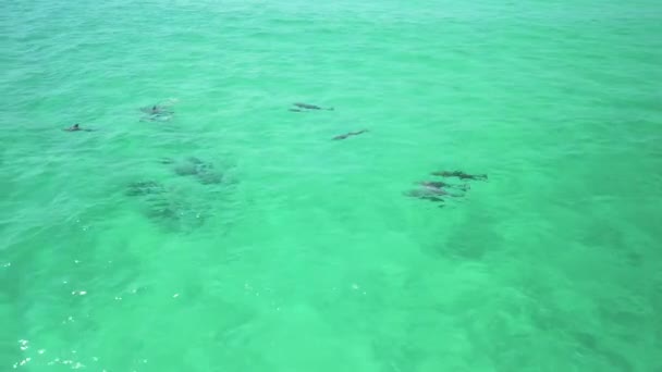 Delfines Jugando Agua — Vídeo de stock