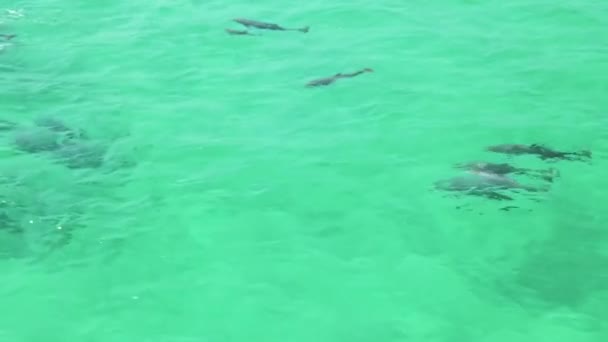 Delfíni Hrají Vodě — Stock video