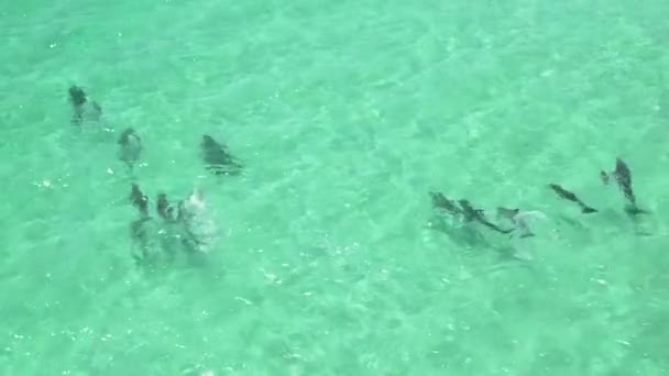 Delfines Jugando Las Aguas — Vídeo de stock