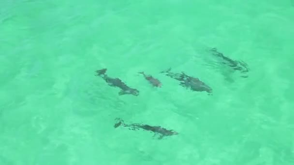 Golfinhos Brincando Água — Vídeo de Stock