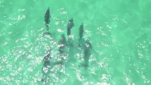 海豚在游手好闲 — 图库视频影像