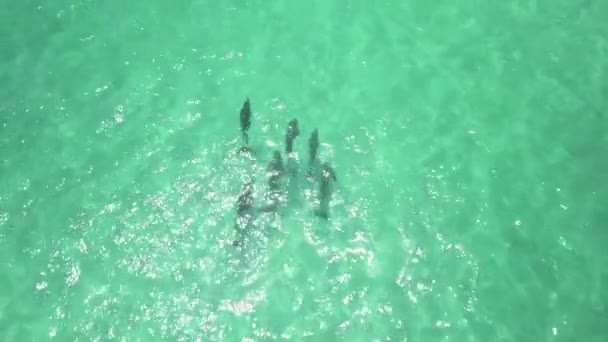 Delfines Jugando Agua — Vídeo de stock