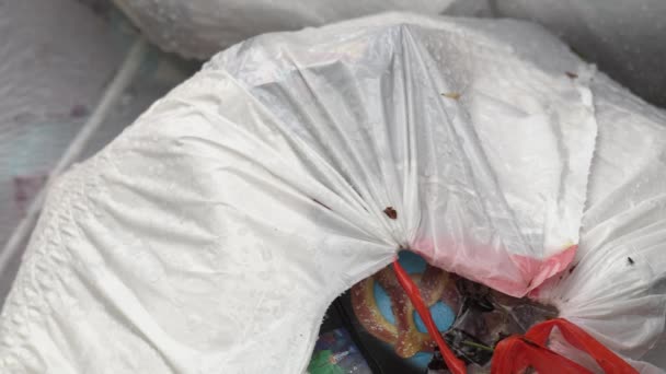 Bir Yığın Çöp Torbasının Üzerinde Sürünen Böcekler Atık Çuvalı — Stok video
