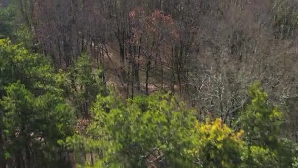 Disparo Aéreo Dron Bosque Sin Hojas Las Afueras Cognac Francia — Vídeos de Stock