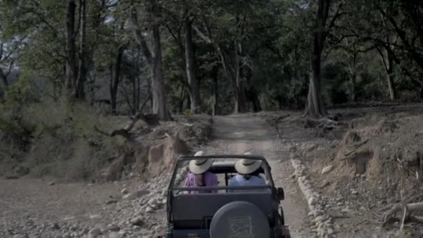 Két Egy Dzsungel Szafarin Jim Corbett Nemzeti Parkban — Stock videók