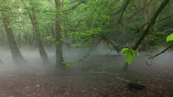 Uma Densa Névoa Preenche Espaços Uma Floresta Aberta — Vídeo de Stock