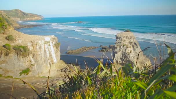 Muriwai Auckland Úti Cél Dombtetőre Néző Zélandi Őshonos Növények — Stock videók