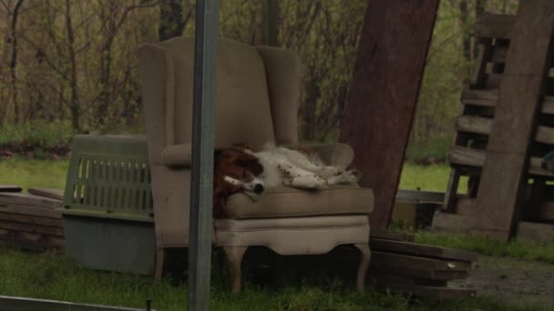 Ein Jagdhund Schnüffelt Auf Einem Stuhl Hinterhof — Stockvideo