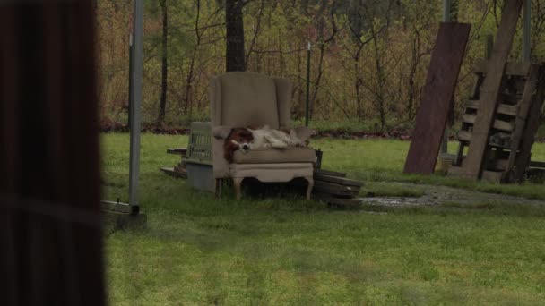 Широкий Знімок Мисливського Собаки Спить Стільці Сільському Подвір — стокове відео