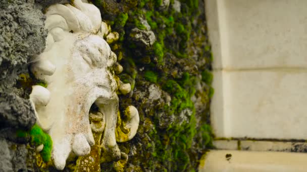 Garten Brunnen Löwenkopf Botanischen Garten Neuseeland — Stockvideo