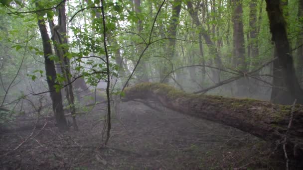 Falt Tre Midt Stille Skog Omgitt Morgentåken Skutt Cognac Frankrike – stockvideo