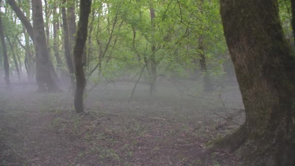 숲으로 흐르는 부드러운 프랑스 코냐크에서 촬영된 보행기 — 비디오