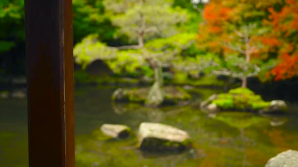 Jardin Japonais Dans Les Jardins Botaniques Automne — Video