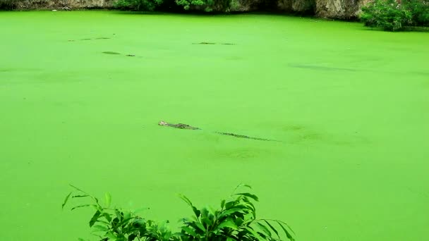 Camuflaje Cocodrilo Salvaje Lago Verde — Vídeos de Stock