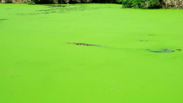 Camuflagem Crocodilo Selvagem Dentro Lago — Vídeo de Stock