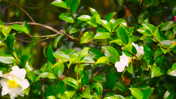 Api Che Sorvolano Giardino Verde — Video Stock