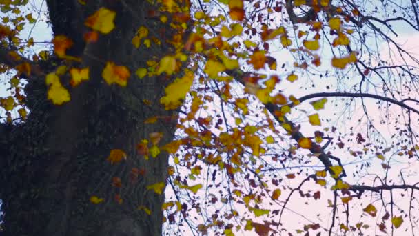 Wuivende Herfst Gele Bladeren Botanische Tuin — Stockvideo