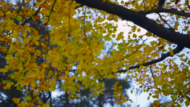 Autumn Park Yellow Leaves Swaying Trees — Stock Video