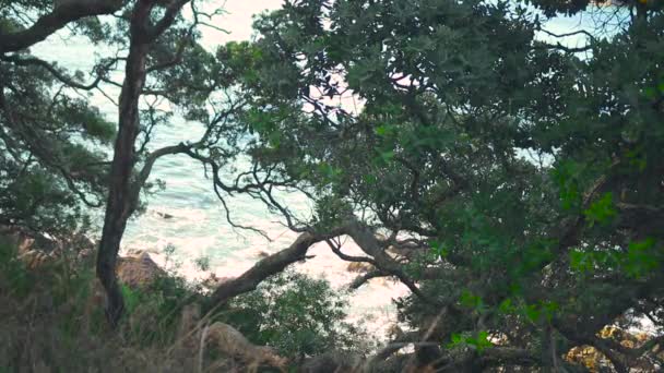 Tauranga Berg Maunganui Nieuw Zeeland — Stockvideo