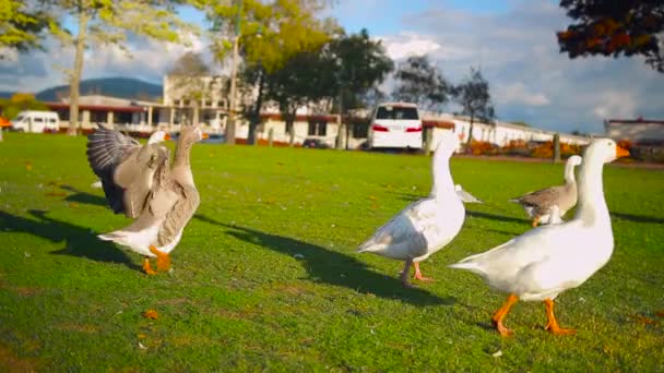 Kelompok Angsa Berjalan Jalan Sekitar Taman Rotorua Zealand Baru — Stok Video