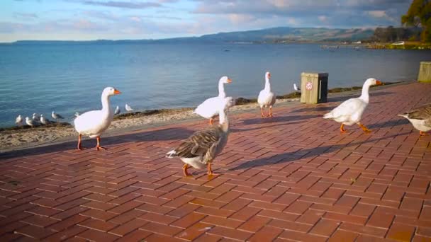 Kelompok Angsa Berjalan Sekitar Danau Rotorua Zealand Baru — Stok Video