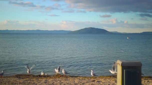 Gabbiani Volare Sopra Lago Rotorua — Video Stock